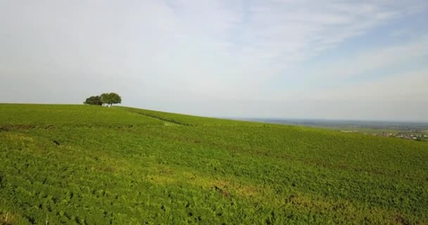 Vinodlingslandskap Och Vinstockar Södra Rheinland Pfalz Östra Kanten Pfalz Skog — Stockvideo