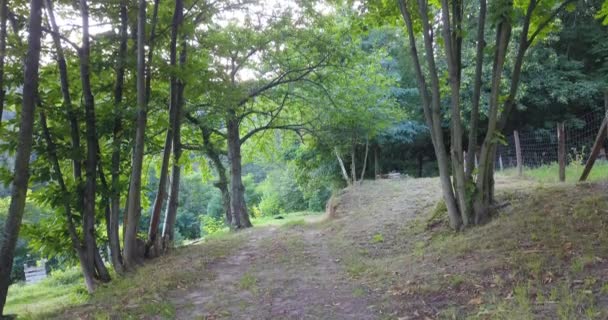 Drumul Forestier Din Renania Palatinat Marginea Estică Pădurii Palatinate — Videoclip de stoc