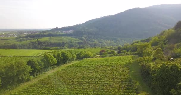 Weinberglandschaft Und Reben Südlichen Rheinland Pfalz Östlichen Rand Des Pfälzerwaldes — Stockvideo