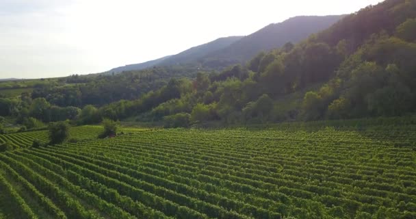 Vinodlingslandskap Och Vinstockar Södra Rheinland Pfalz Östra Kanten Pfalz Skog — Stockvideo