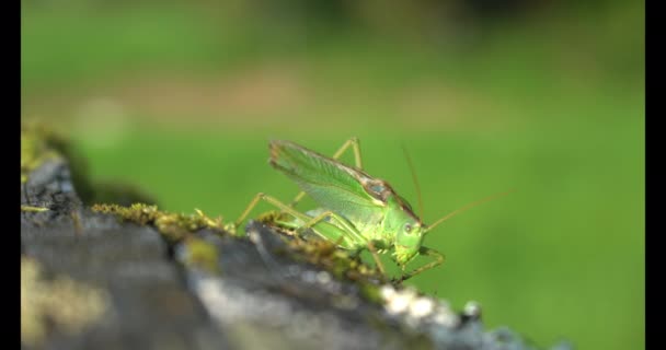 Grande Sauterelle Verte Assise Soleil Sur Morceau Bois Gazouillis — Video