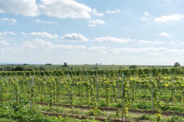 Güney Almanya 'da Ren Vadisi' nde sarmaşıklar