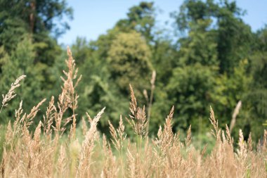 Sonbaharda ormandaki bir düzlükte yabani otlar