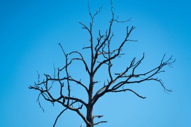 Palatinate ormanında ölü ve ölü bir ağaç