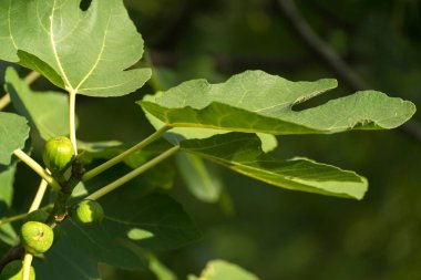 Güney şarap rotasında meyveli incir ağacı Rhineland-Palatinate