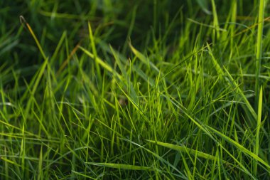 Derebeyi Ormanı 'ndaki bir çayırda sağlıklı yemyeşil çimenler.