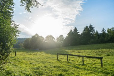 Palatinate Ormanı 'nın ortasında geniş bir çayırlık var.