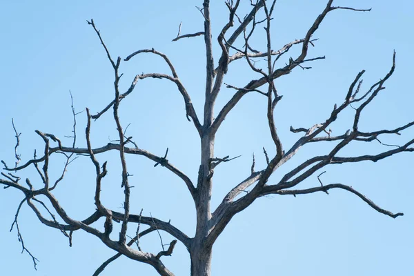 Árvore Morta Morta Floresta Palatinado — Fotografia de Stock