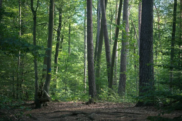 Árvores Decíduas Densas Floresta Palatinado Sul Alemanha — Fotografia de Stock