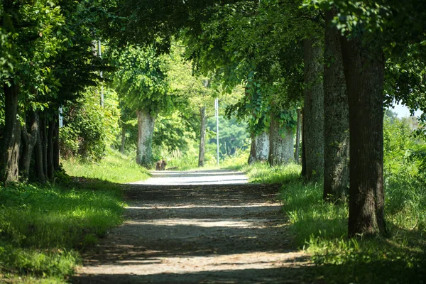 Waldweg Rande Des Pfälzerwaldes Rheinland Pfalz — Stockfoto