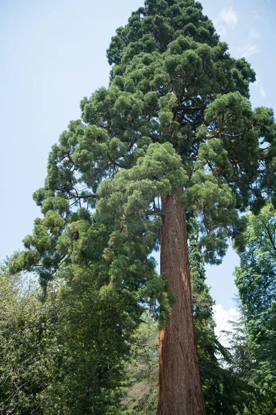 Redwood tree on the edge of the Palatinate Forest in Rhineland-Palatinate