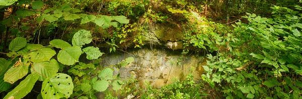 Ormanda Panorama