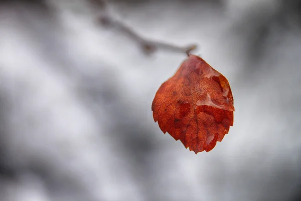 Feuille d'orange avec une goutte — Photo