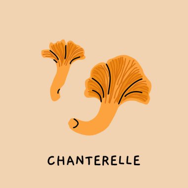 Chanterelle mantarının botanik çizimi, yenilebilir mantarlı klasik eğitim posteri, doğal tarzda vektör düz çizimi