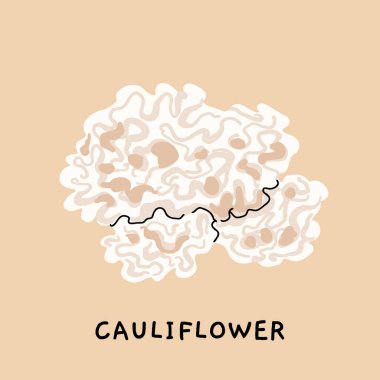 Karnabahar mantarının botanik çizimi, yenilebilir mantarlı klasik eğitim posteri, doğal tarzda vektör düz çizimi