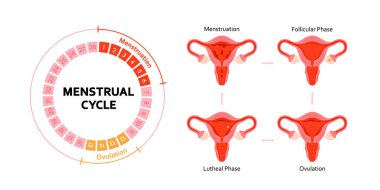 Adet döngüsü eğitim diyagramı, aşamalı illüstrasyon. Regl, foliküler evre, yumurtlama, luteal faz anatomisi kadın sağlığı, doğurganlık izleme ve tıp eğitimi için bilgi.