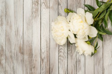 Beyaz boyalı ahşap plakalar üzerinde beyaz peonies çiçekler. Metin için yer. Kare görüntü. Üstten Görünüm.