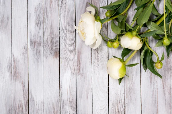 白の白牡丹の花を描いた木製の板。テキストを配置します。正方形の画像です。トップ ビュー. — ストック写真