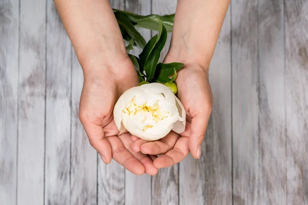 Een vrouw hand houd een witte pioenroos bloem. Lichte houten achtergrond. Bovenaanzicht. — Stockfoto