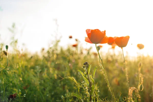 Schöne Mohnblumen auf der grünen Wiese. — Stockfoto