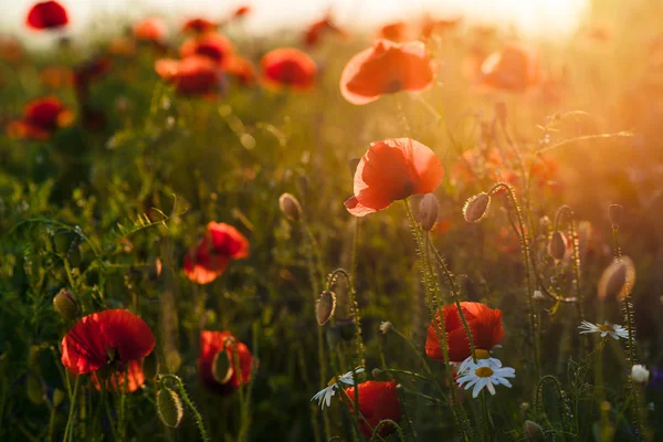 Mohnfeld gegen die untergehende Sonne — Stockfoto