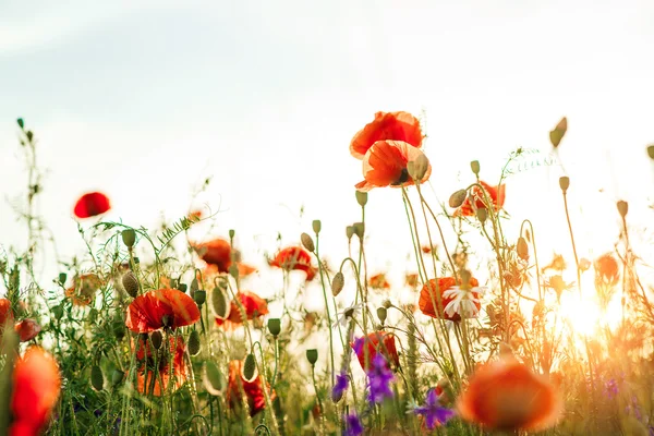 Vacker vallmo blomma i himlen. — Stockfoto