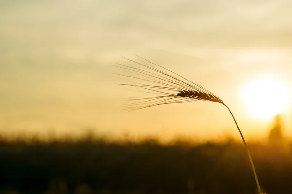 一只耳朵的小麦在日落时. — 图库照片