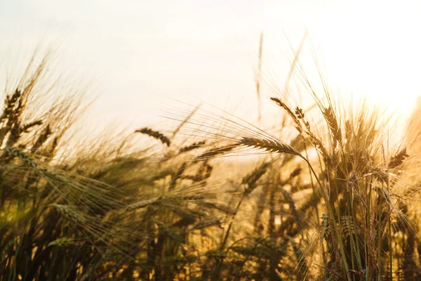 Campo di grano nella giornata di sole . — Foto Stock