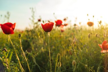 Güzel haşhaş çiçekleri yeşil sahada.