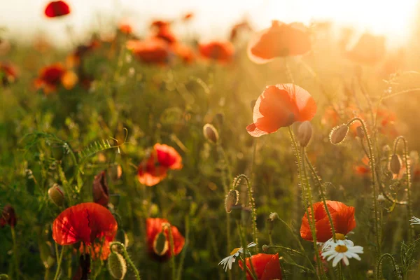 Mohnfeld gegen die untergehende Sonne — Stockfoto