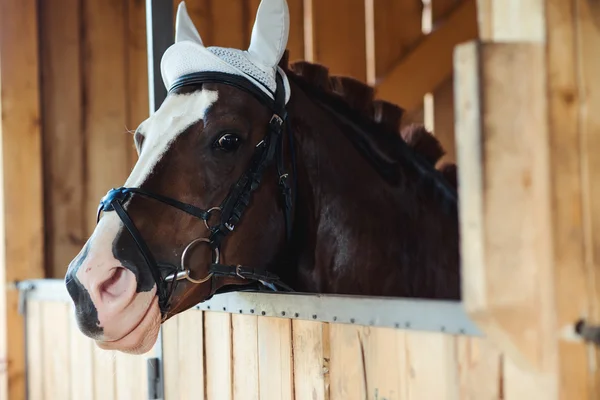 Brown horse in a stable. — Stock Photo, Image