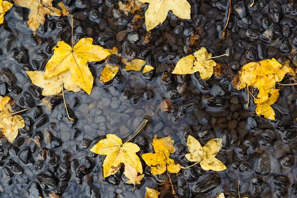 Hojas Otoño Charco Otoño Tiempo Lluvioso Fondo Otoño Hojas Amarillas — Foto de Stock