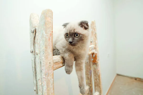 Gato Bonito Senta Escada Durante Sala Renovação Reparar Pintar Paredes — Fotografia de Stock