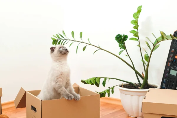 Cat in a box in new house. Packed household stuff for moving into new house. Animals, relocation and moving concept. New home concept. Boxes, toys and pet in empty room. Moving house day.