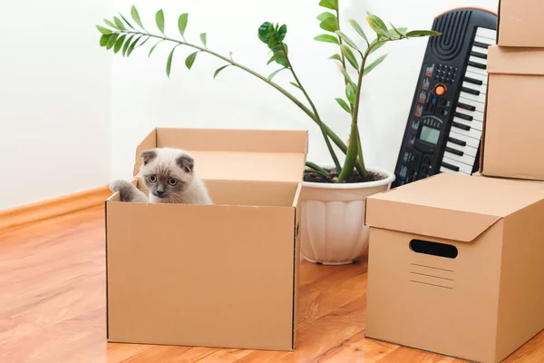 Yeni Evdeki Kutudaki Kedi Yeni Eve Taşınmak Için Eşyaları Hayvanlar — Stok fotoğraf