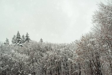 Ahşap manzara. Kış ormanı sisle kaplı. Kar çok güzel bir orman. Baharın başında karlı bir gün. Kış havası.