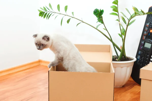 Gato Una Caja Durante Día Mudanza Embalado Cosas Del Hogar — Foto de Stock