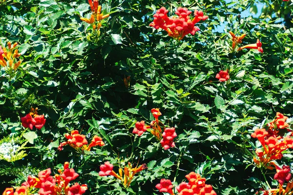 Campsis Radicans Jardín Fondo Flores Hogar Jardín Con Floreciente Arbusto — Foto de Stock