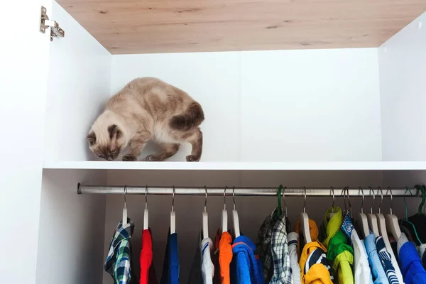 Gato Guarda Roupa Animal Estimação Estilo Vida Roupeiro Com Roupa — Fotografia de Stock