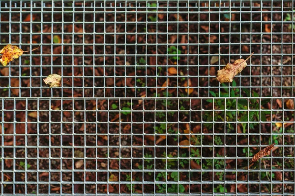 Металлическая Решетка Стока Воды Осенние Листья Решетке Окутанная Опавшими Листьями — стоковое фото