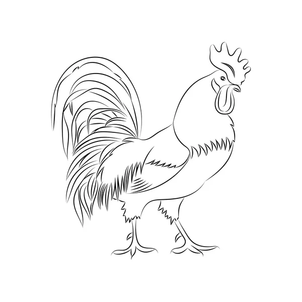 Vector handrawn illustration of the rooster or cockerel. — Stock Vector