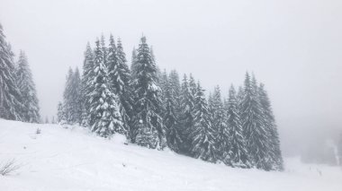 Karla kaplı dağ köknar ağaçları, kışın orman, kış kompozisyonu, dağ yolları, kış manzarası, donmuş doğa, kış zamanı arka plan