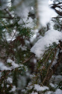 Karların altında donmuş çam ağacı dalları, kış kompozisyonu, yağan kar, donmuş doğa, fotokopi alanı olan kış zamanı arkaplanı