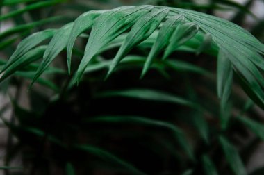 Kopya alanı olan palmiye yaprağı, ev bitkisi arka planı, yakın görüntü, doğal çerçeve