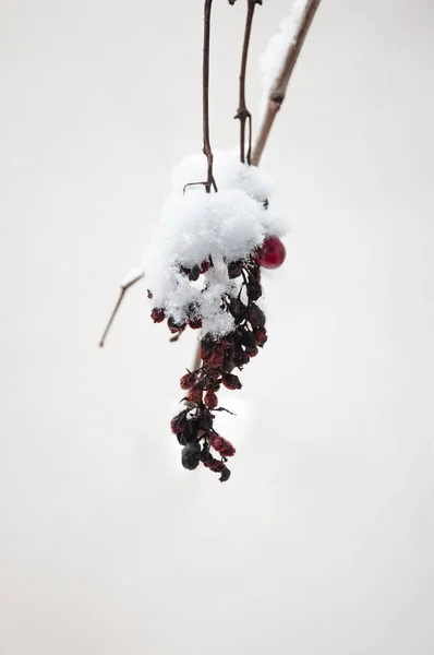 Frozen and dried grape vine covered with snow, close up, winter composition, snow falling, frozen nature, winter time background with copy space