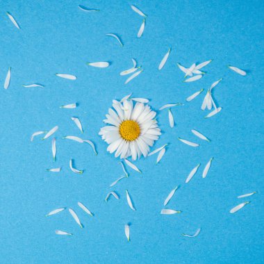 Mavi arka planda yaprakları olan papatya çiçeğinden yapılmış yaratıcı bir düzen. Kopya alanı, kare şekli, düz yatağı, üst görünümü olan bahar konsepti.