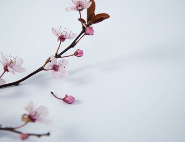 Yaratıcı kiraz ağacı dalı beyaz arka planda tomurcukla kaplanır, kopyalanmış alanla bahar kavramı