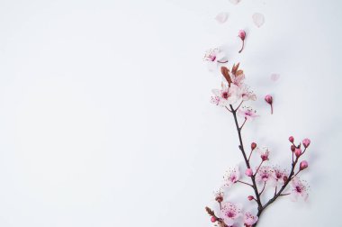 Sakura ağaç dalı, beyaz arkaplanda soyutlanmış ağaç dalı, kopyalanmış alan, düz alan, üst görünüm ile bahar kavramı