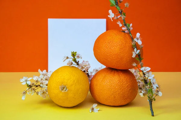 Creative fruits composition made of oranges and lemon with note paper and blossom tree branch on multicolor background, spring concept