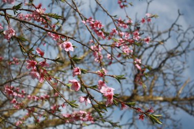 Bahçede şeftali Pembe çiçek